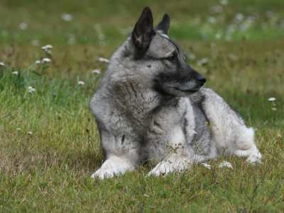 Elkhound