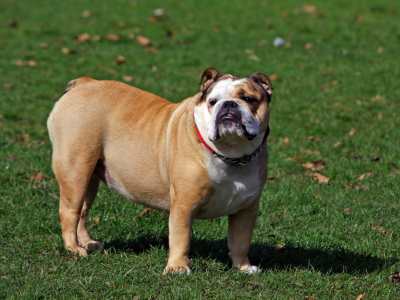 Engelse Bulldog