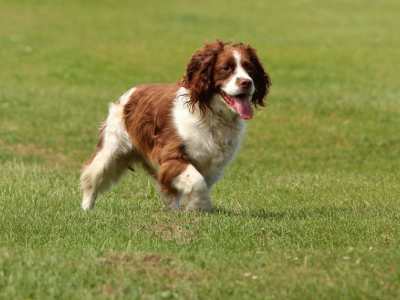 Engelse Springer Spaniel 