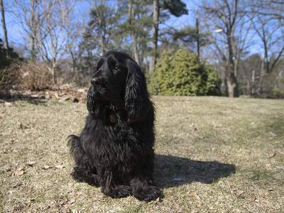 Field Spaniel