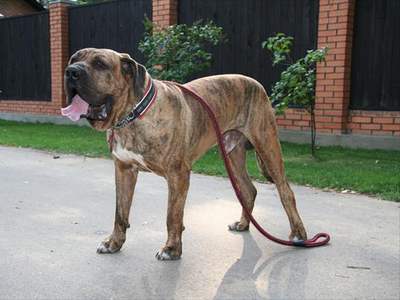 Fila Brasileiro