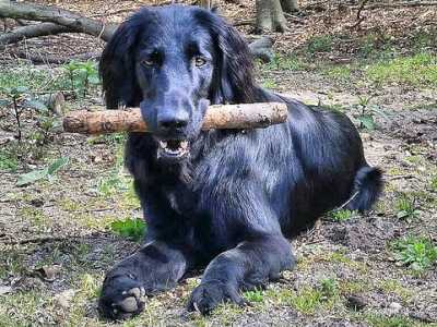 Flat Coated Retriever