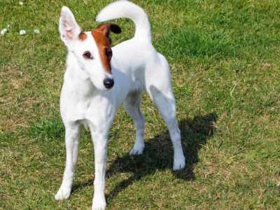 Fox Terrier Gladharig