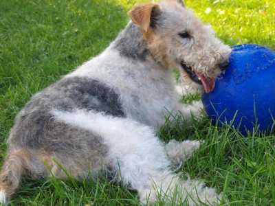 Fox Terrier draadhaar