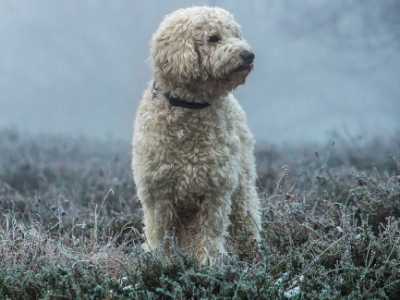 GoldenDoodle