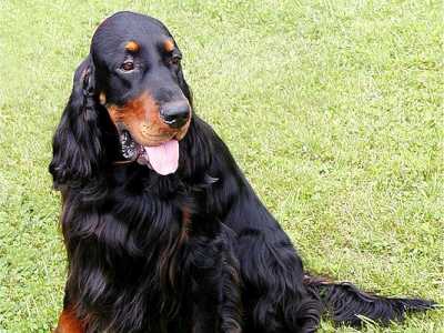 Gordon Setter