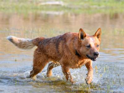 Australian Cattle Dog