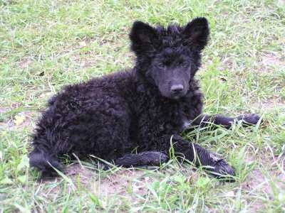 Kroatische herder (Hrvatski ovcar)