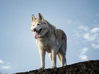 Siberian Husky