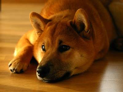 Shiba