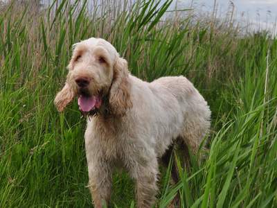 Italiaanse Spinone