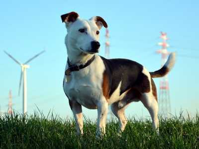 Jack Russell Terrier 