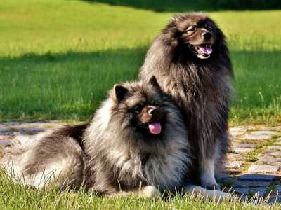 Keeshond