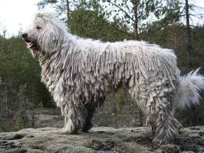 Komondor