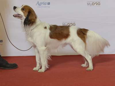 Kooikerhondje