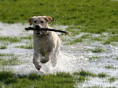 Labrador Retriever