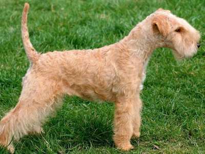 Lakeland Terrier