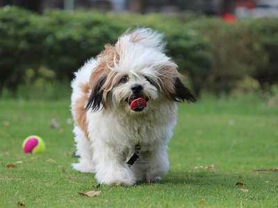 Lhasa Apso