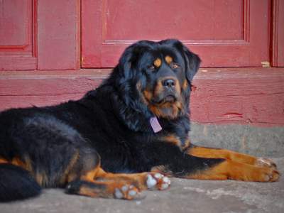 Tibetaanse Mastiff