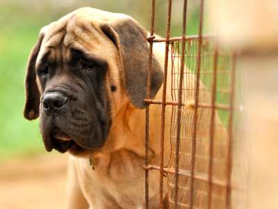 Mastiff