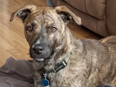 Mountain Cur