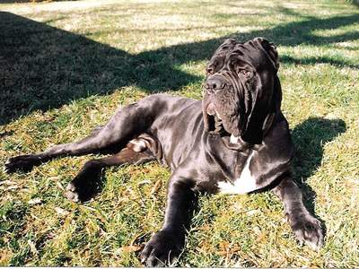 Mastino Napoletano