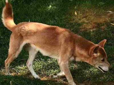 New Guinea Singing Dog