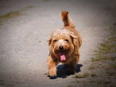 Norfolk Terrier