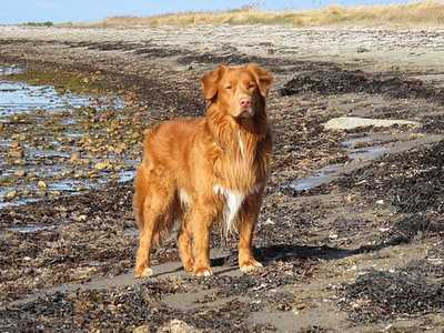 Nova Scotia Duck Tolling Retriever (Toller)