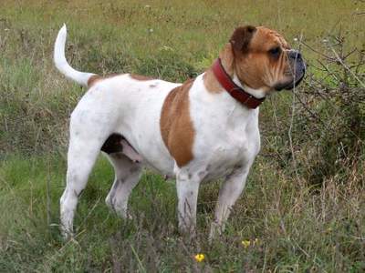 Olde English Bulldogge