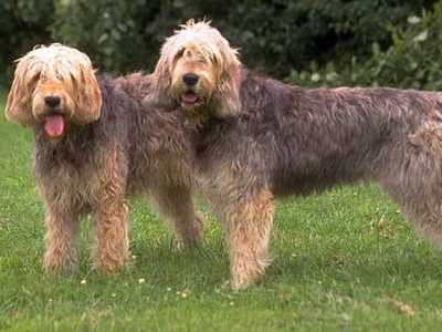 Otterhound 