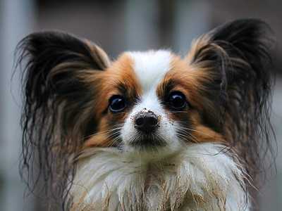 Papillon