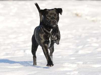 Patterdale Terrier