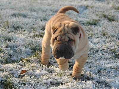 Shar-Pei