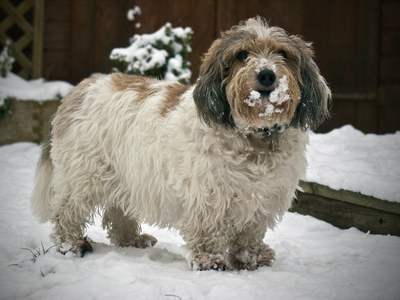 Petit Basset Griffon Vendeen