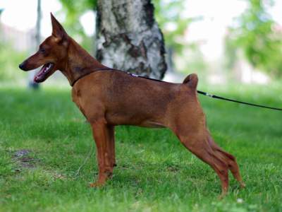 Dwergpinscher