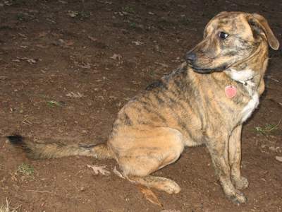 Plott Hound