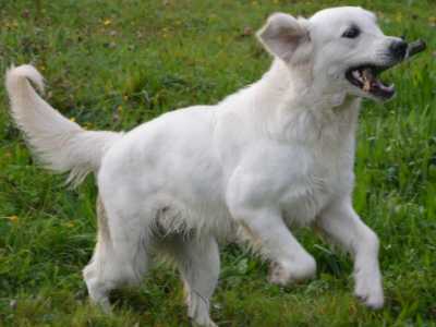 Golden Retriever 