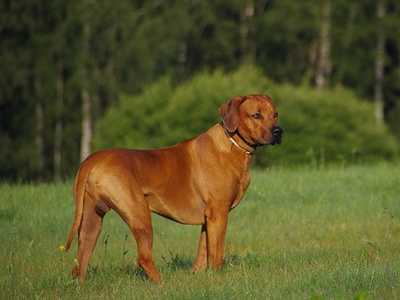 Rhodesian Ridgeback