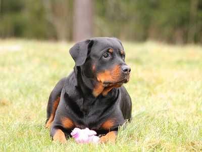 Rottweiler 