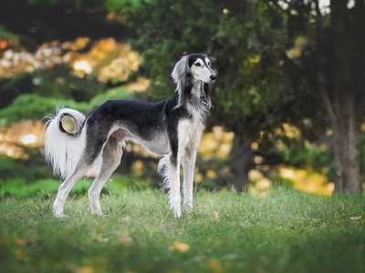 Saluki