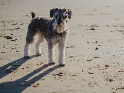 Middenslagschnauzer 