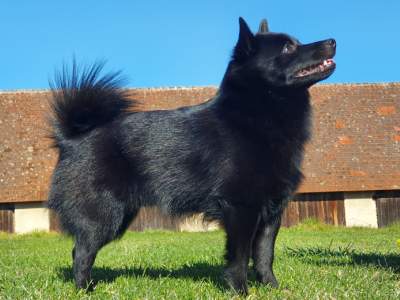 Schipperke