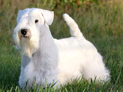 Sealyham Terrier