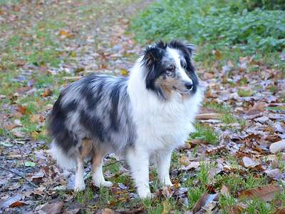 Shetland Sheepdog