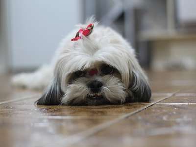 Shih Tzu