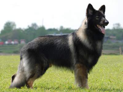 Shiloh Shepherd