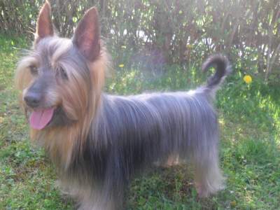 Australian Silky Terrier