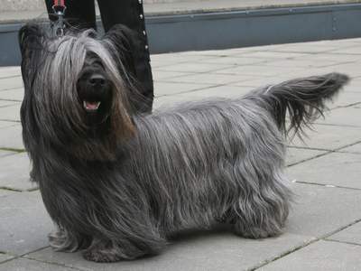 Skye Terrier