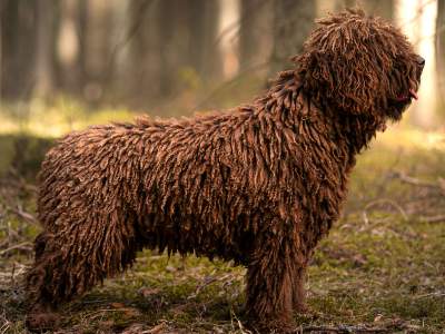 Spaanse waterhond